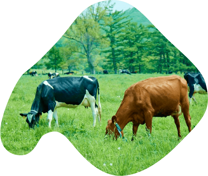 甘みがあって、ぬけがよい風味のために。